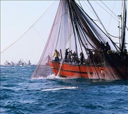 BALIKÇILIKTA TABLO İÇ AÇICI DEĞİL