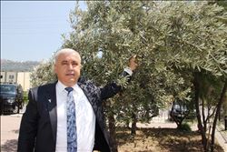 ZEYTİNCİLİK SEKTÖRÜNÜN ORTAK TALEBİ SOFRALIK ZEYTİNE PRİM