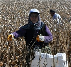 HAŞHAŞ HASADI BAŞLADI 