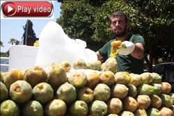 Yazın devası dikenli incir sezonu açıldı