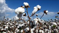 HAMDİ YILMAZ, "ÇUKUROVALI PAMUK ÜRETİCİSİNİN DURUMUNA DÜŞMEYELİM"