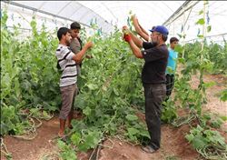 SURİYELİLER KONTEYNER KENTTE KENDİ SEBZELERİNİ ÜRETİYOR