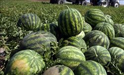 “KARPUZ TARLADA SARARDI, ÜRETİCİNİN ELİNDE KALDI”