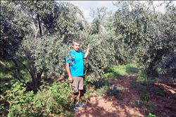 BİR ZEYTİN AĞACINDAN 100 KİLO VERİM ALIYOR