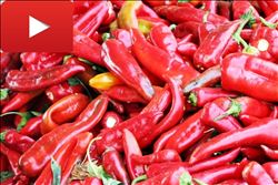 Adana´da müstakil evlerin damları, çekilmiş biberler nedeniyle kırmızıya boyandı 