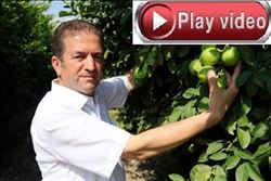 BAHÇEDE 1, PAZARDA 6 TL