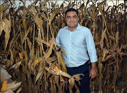 “MISIR ÜRETİMİNDE DÜŞÜŞ BEKLENTİYİ AŞACAK”