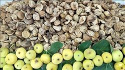 “İHRACAT İADESİ YARDIMLARINA KURU İNCİR DE DAHİL EDİLMELİ”