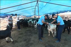 3 AYRI SATIŞ VE 2 HİJYENİK KESİM YERİ HAZIRLANDI