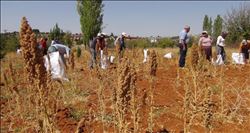 Toroslarda kinoa bereketi