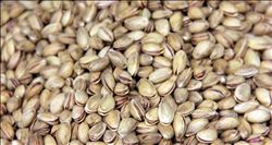 Mahsul az olunca fıstık fiyatı tavan yaptı