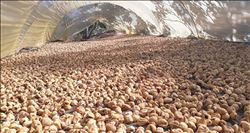 İncir fiyatları el yakıyor