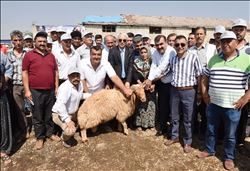 Büyükşehir´den damızlık koç desteği