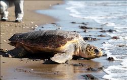 Deniz kaplumbağalarını insanlar saldırganlaştırıyor