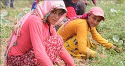 Okullar açıldı ancak,tarladaki kız çocukları ekmek peşinde