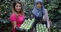 Alanya´da 15 milyon adet Avokado üretimi hedefleniyor