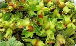 TMO ALIMA BAŞLAMADI, ÜRETİCİ FINDIĞI TÜCCARA VERİYOR