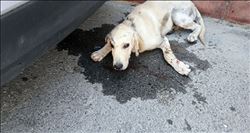 İnsanlık kalmamış