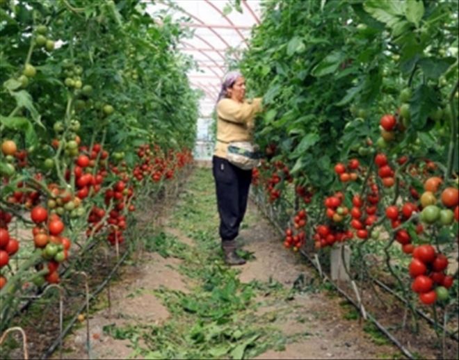  “TARIMDA ÖRTÜ ALTI ÜRETİM 8 MİLYON TONA YAKLAŞTI”