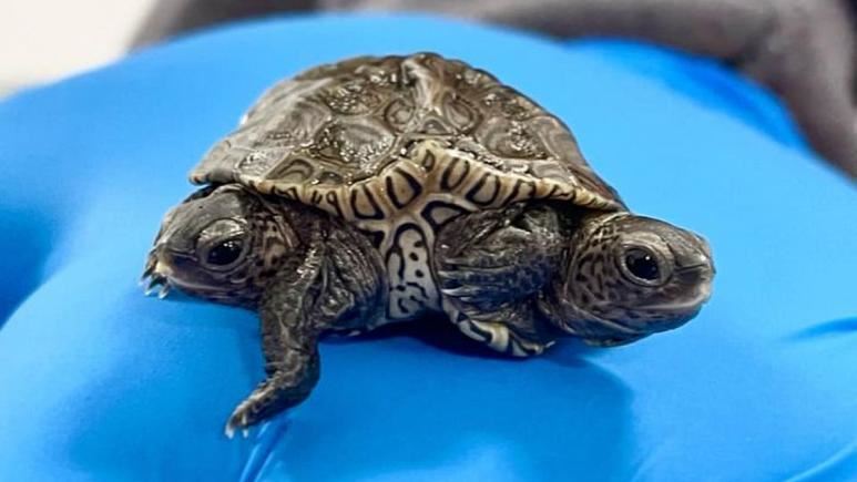 İki baş ve altı bacakla dünyaya gelen kaplumbağa gözlem altına alındı