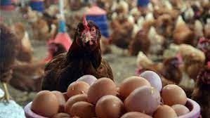 Tavuk yumurtası üretimi yüzde 3,9 azaldı