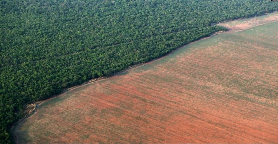 Amazon Ormanları’ndaki Bir Yıllık Kayıp Katar’dan Büyük